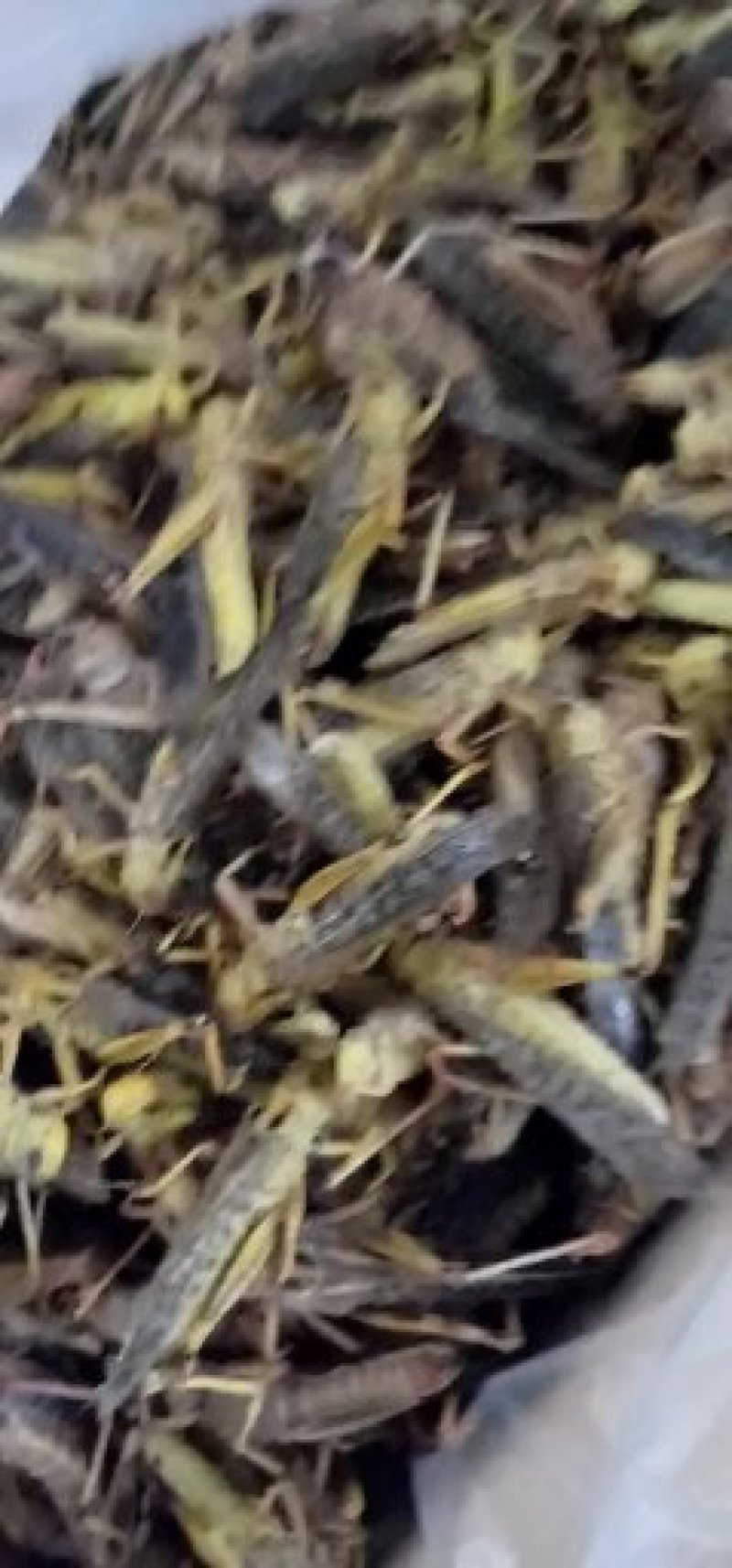 蚂蚱，质量好，厂家直销，价格超低，，，