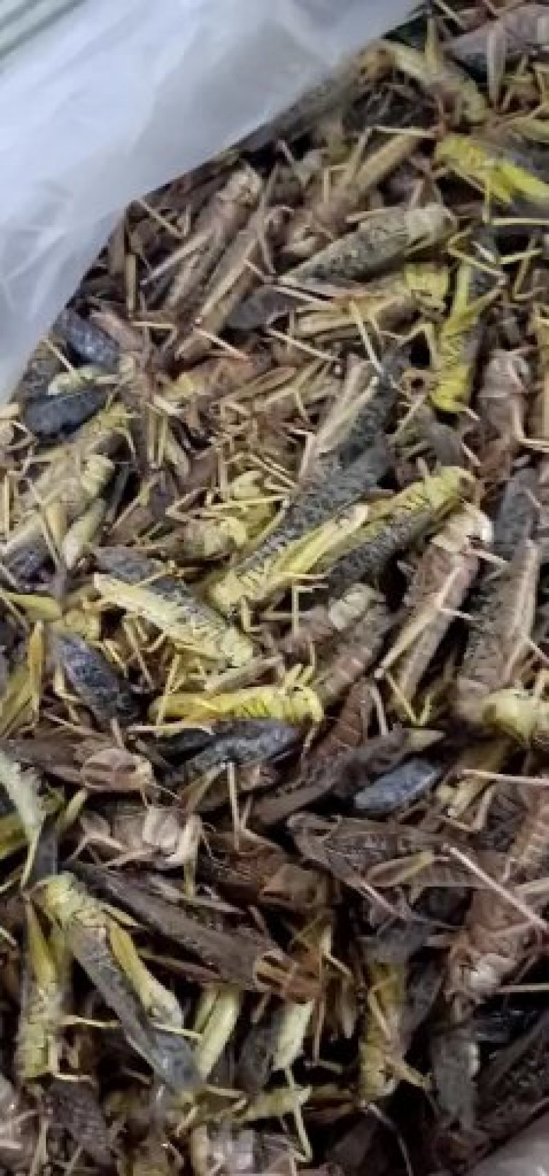 蚂蚱，质量好，厂家直销，价格超低，，，