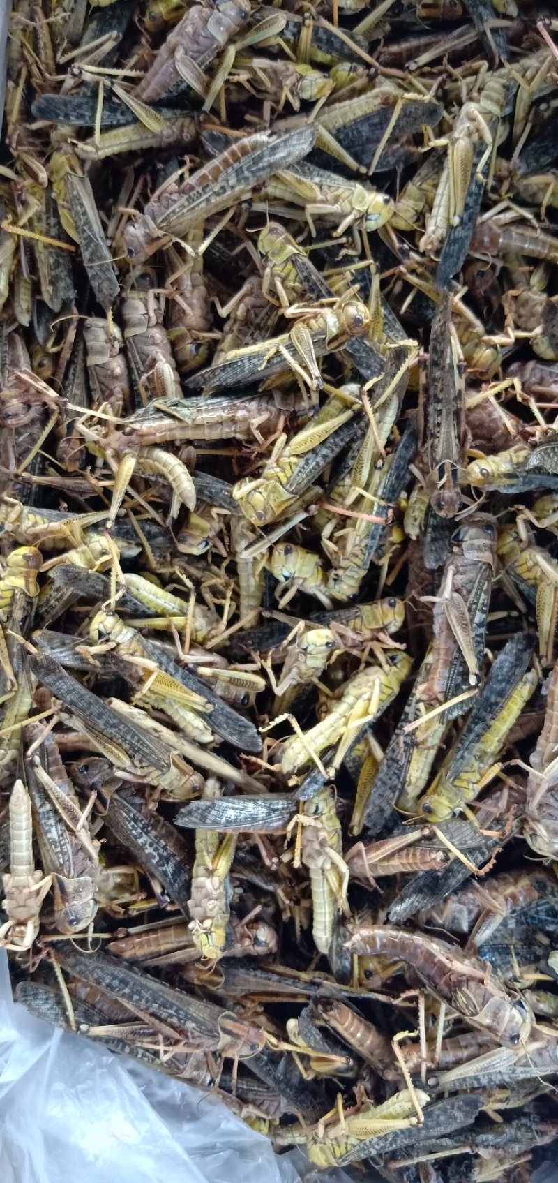 蚂蚱，质量好，厂家直销，价格超低，，，