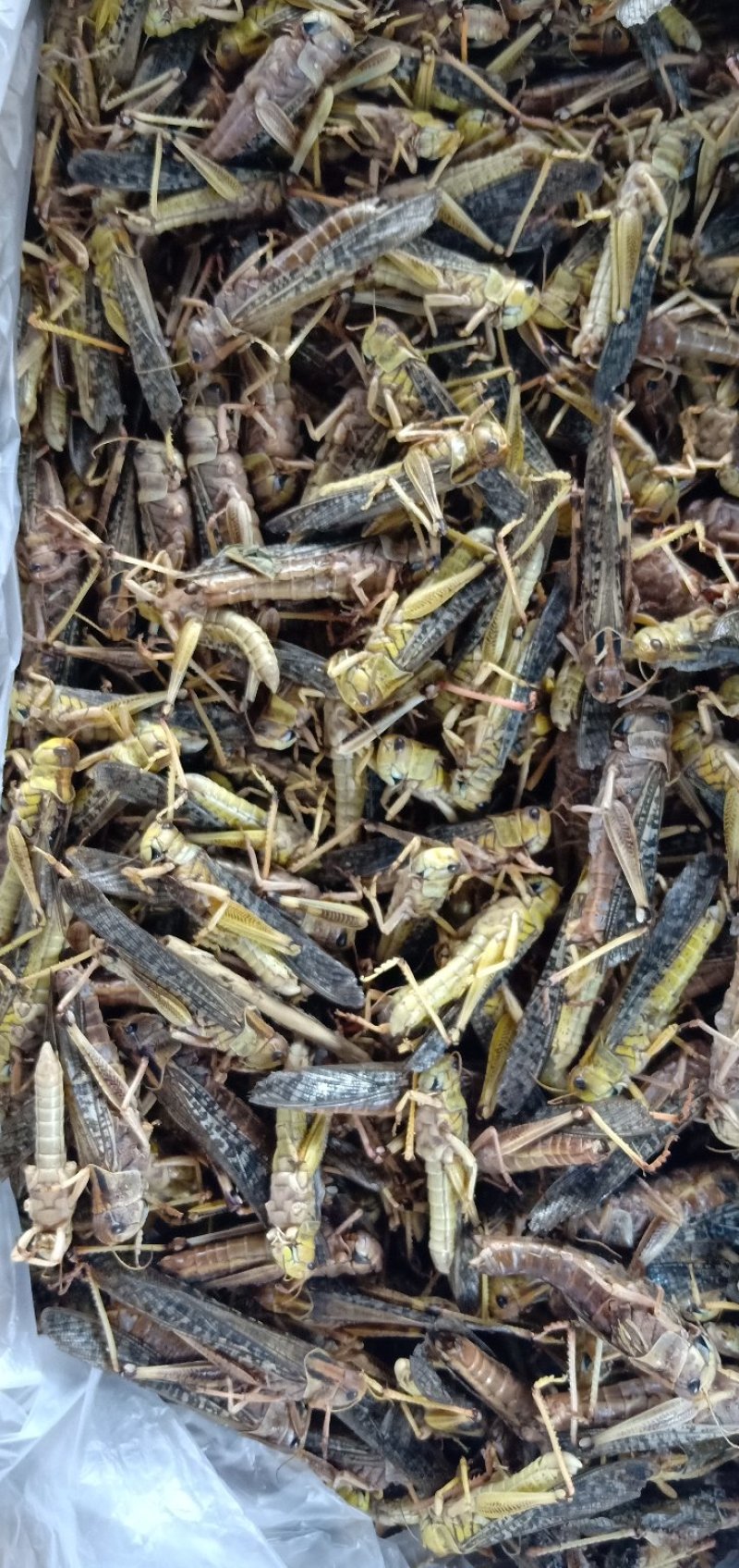 蚂蚱，质量好，厂家直销，价格超低，，，
