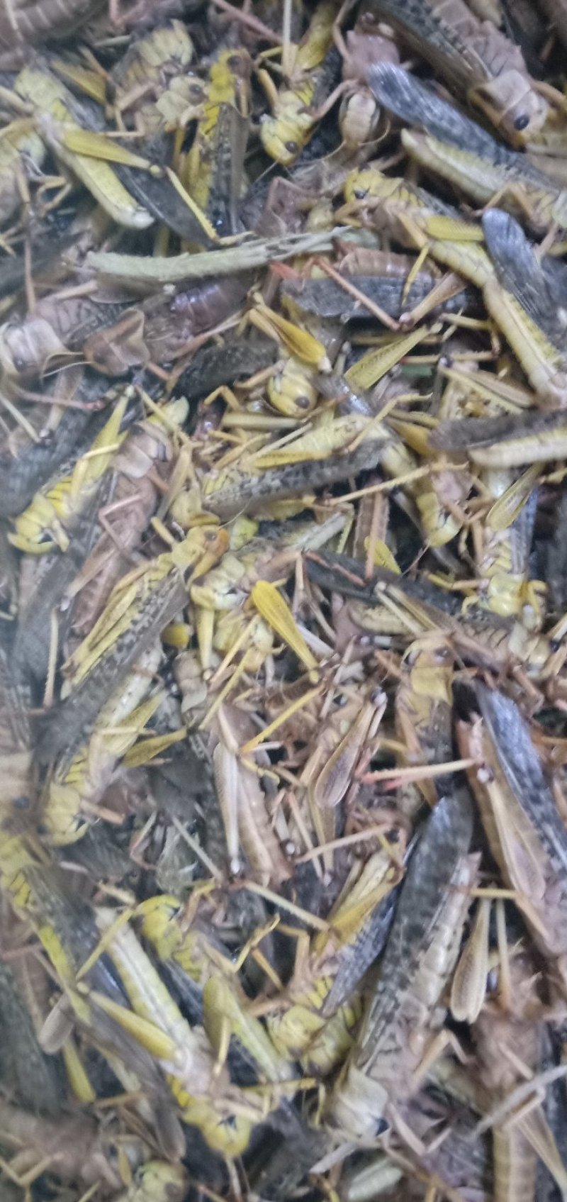 蚂蚱，质量好，厂家直销，价格超低，，，