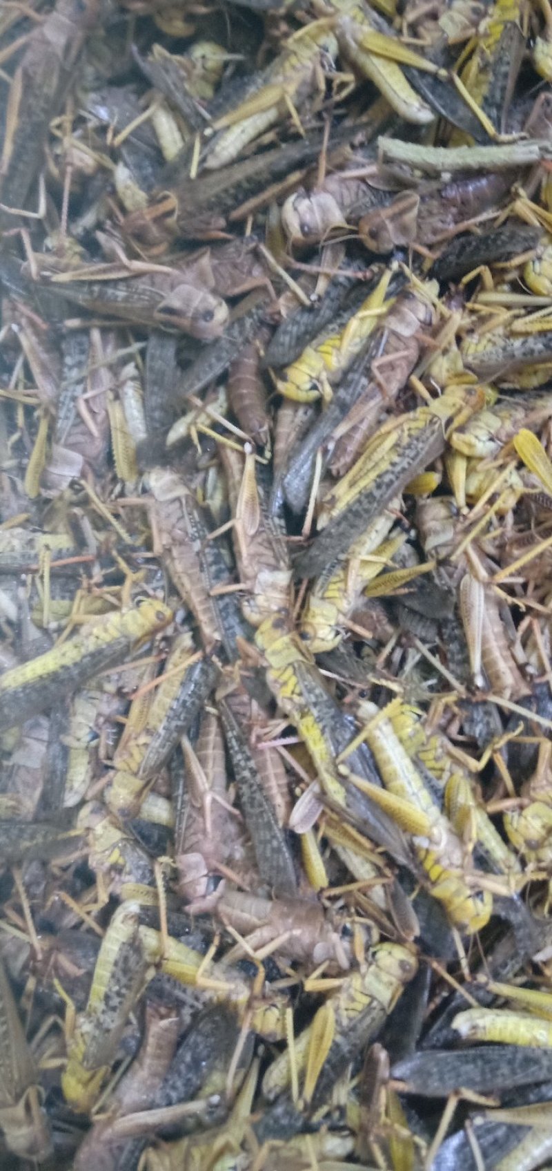 蚂蚱，质量好，厂家直销，价格超低，，，