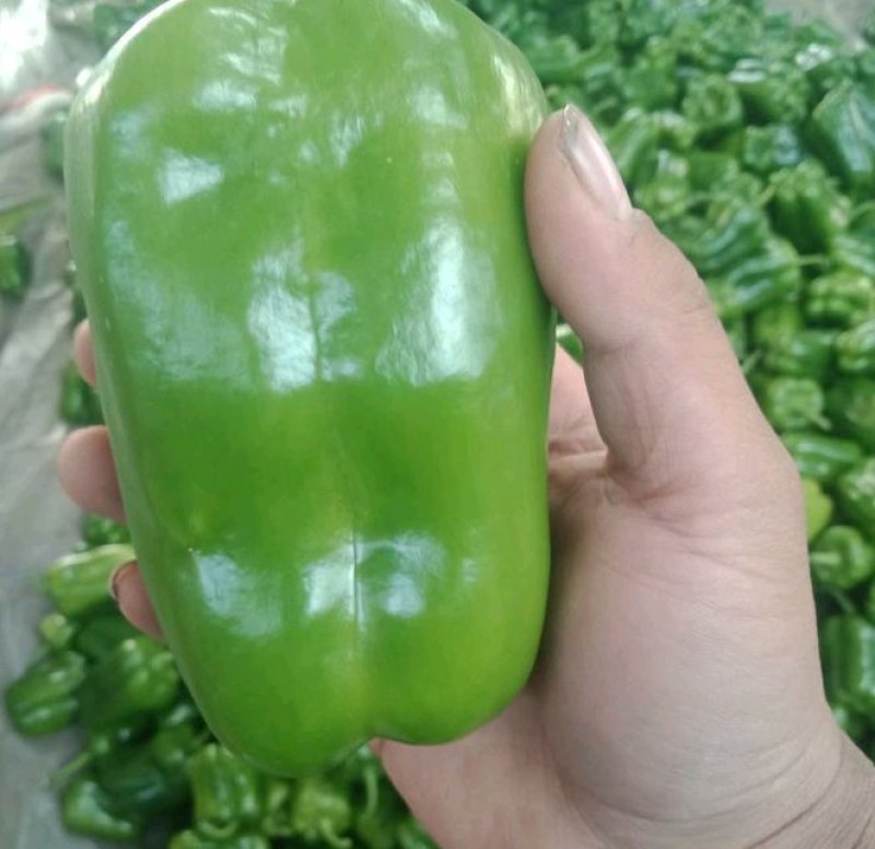 【诚信企业】圆椒红方太空椒圆椒众鑫天天鲜果蔬欢迎您！