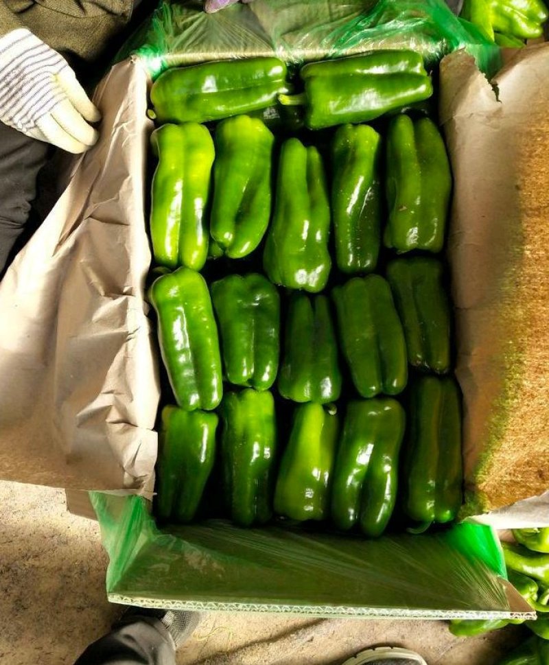 【诚信企业】圆椒红方太空椒圆椒众鑫天天鲜果蔬欢迎您！