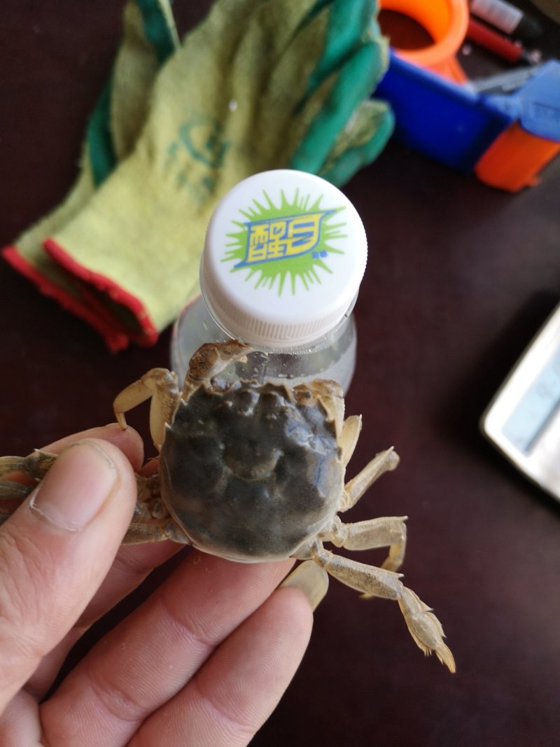 只只保肥稻田蟹毛母可供微商电商网络平台大量供应