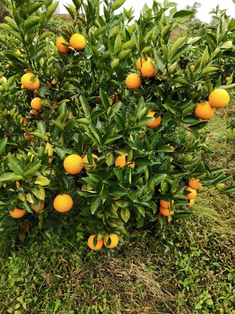 阿尔及利亚夏橙苗（弗罗斯特）