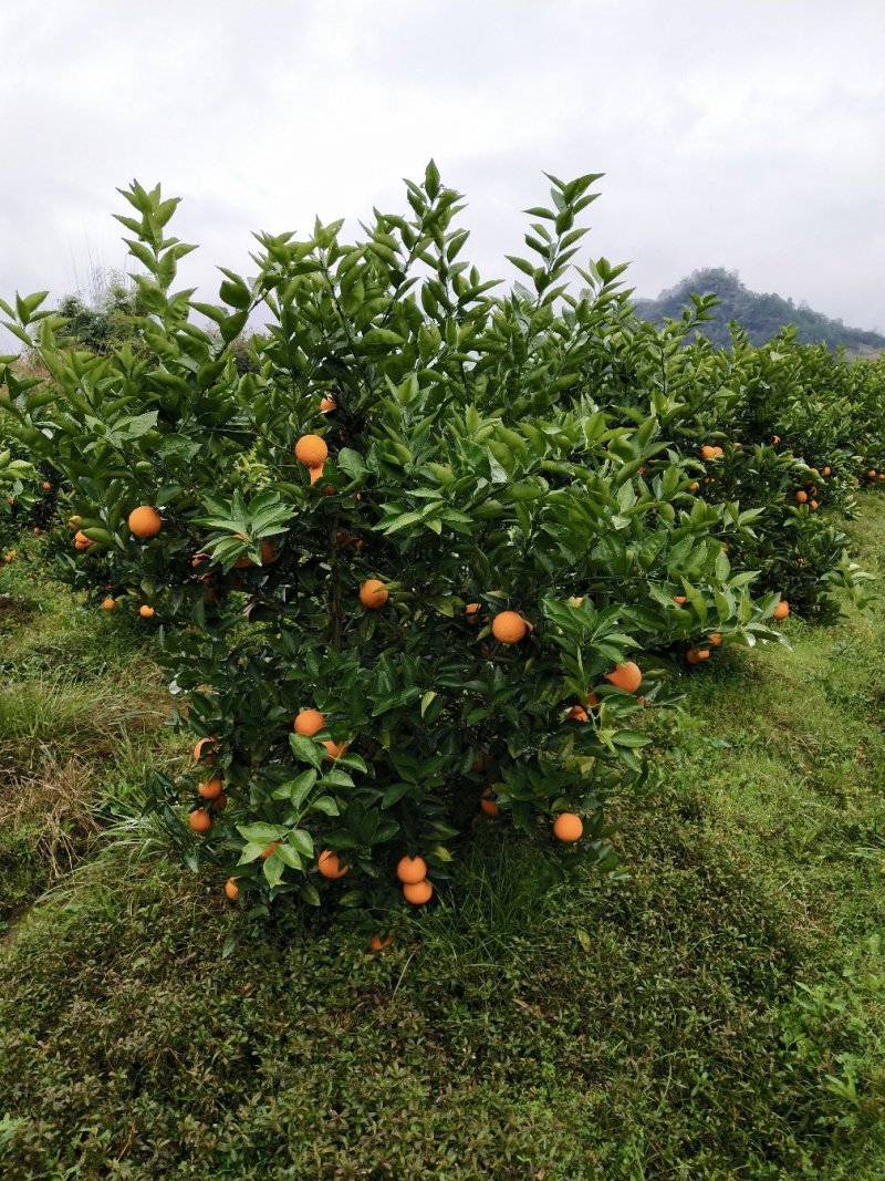 阿尔及利亚夏橙苗（弗罗斯特）