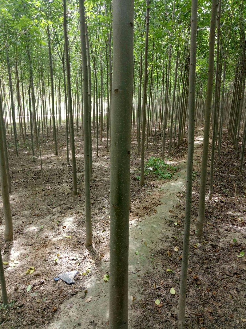 好树苗