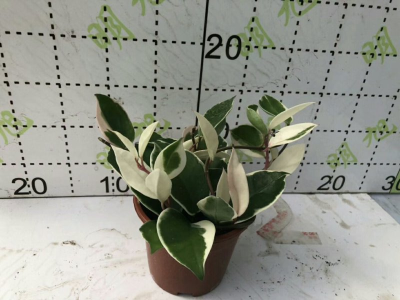 花叶球兰