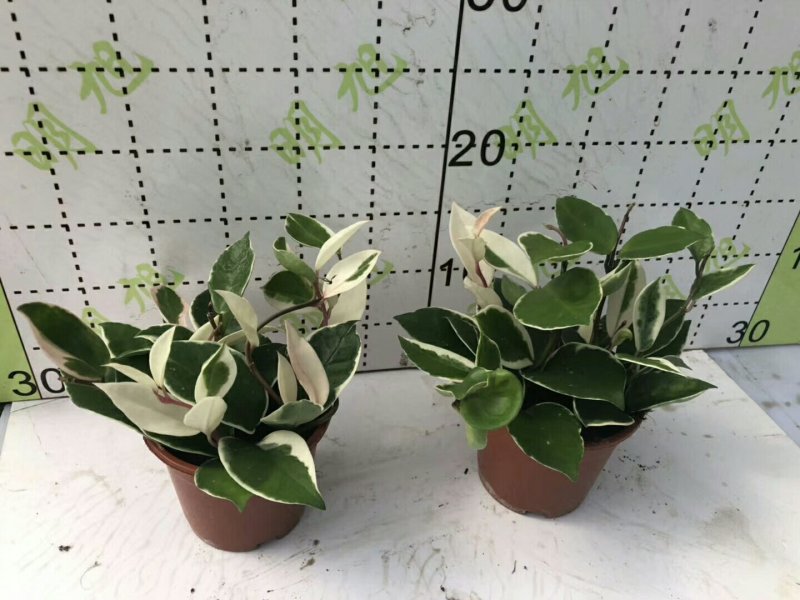 花叶球兰