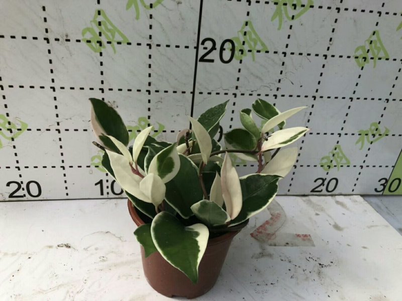 花叶球兰