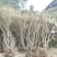 大量高山野生映山红出售