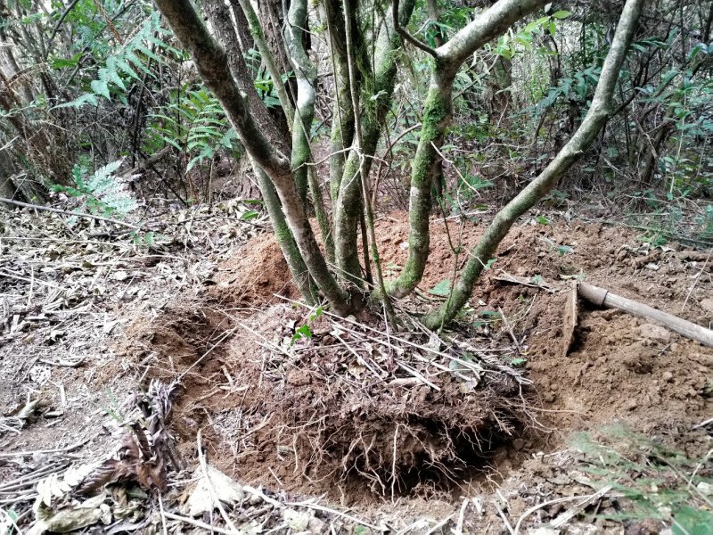 大量高山野生映山红出售