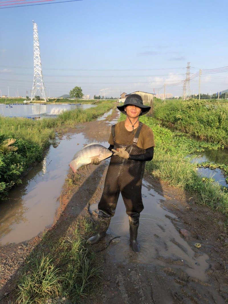 脆肉罗非鱼