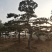 油松