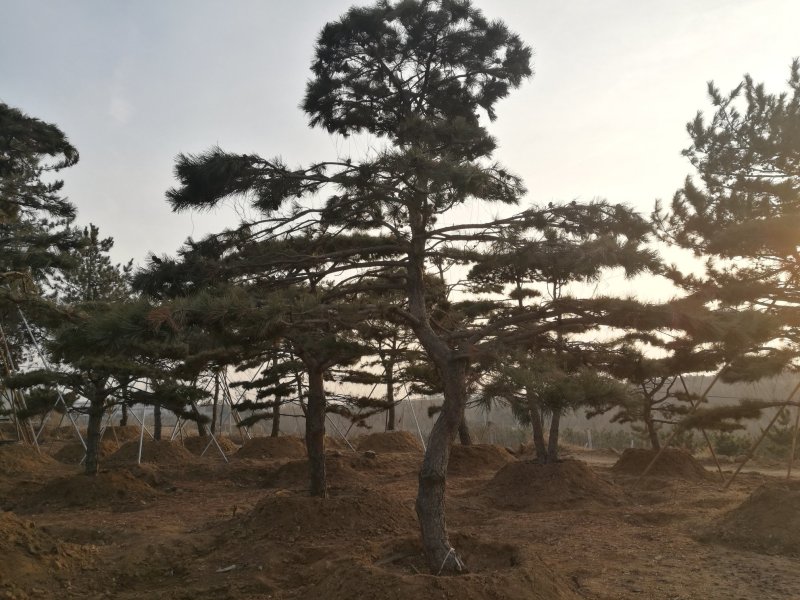 油松