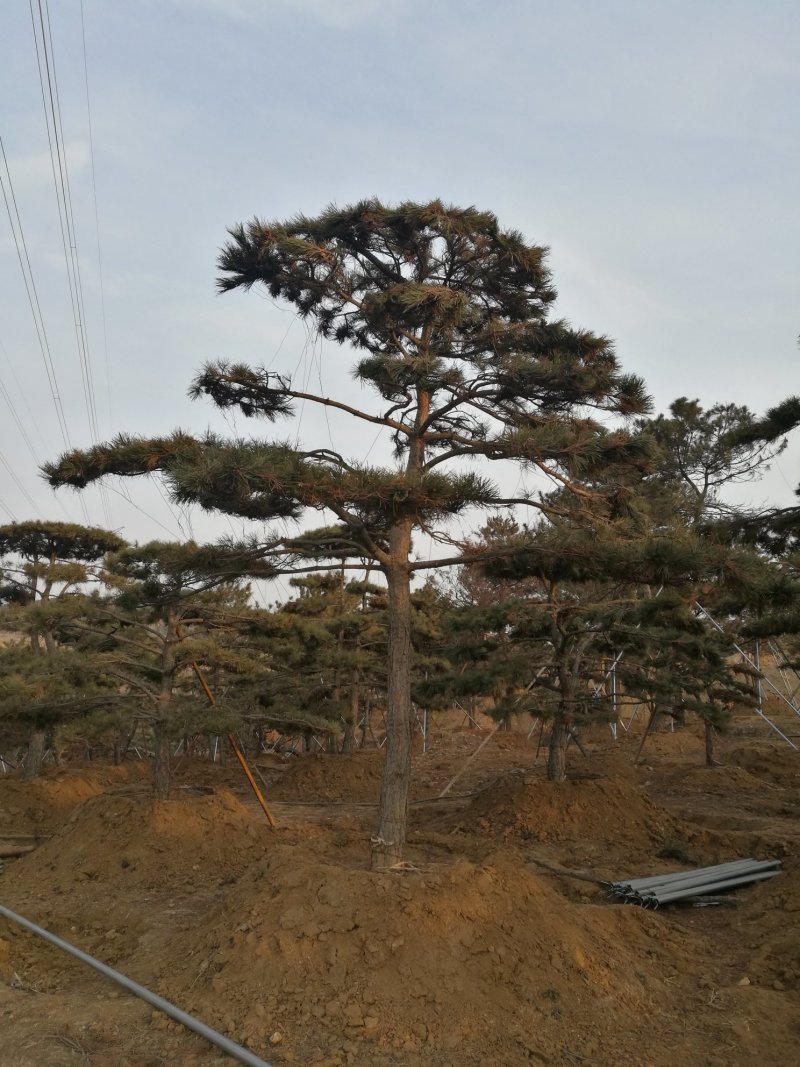 油松