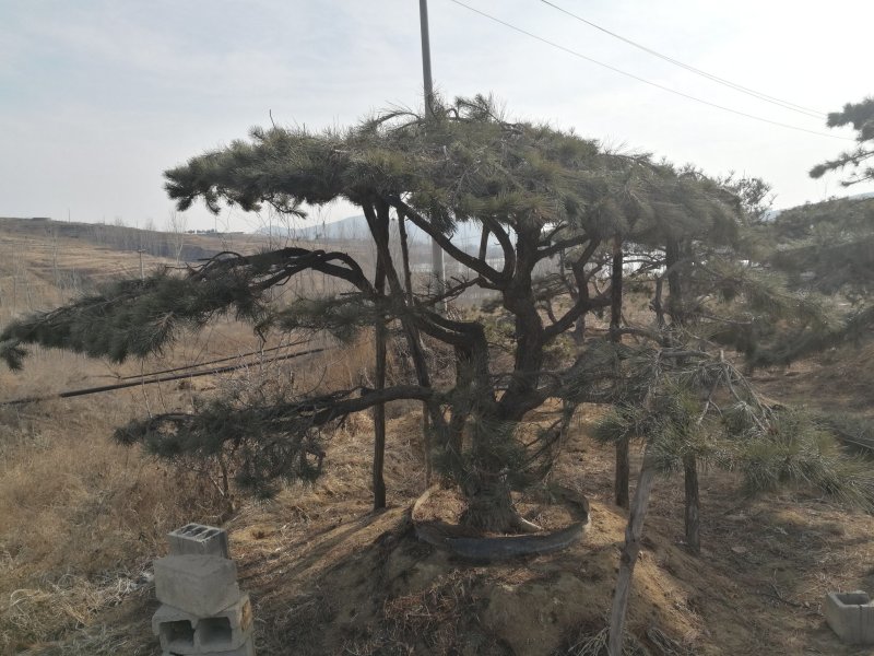 油松