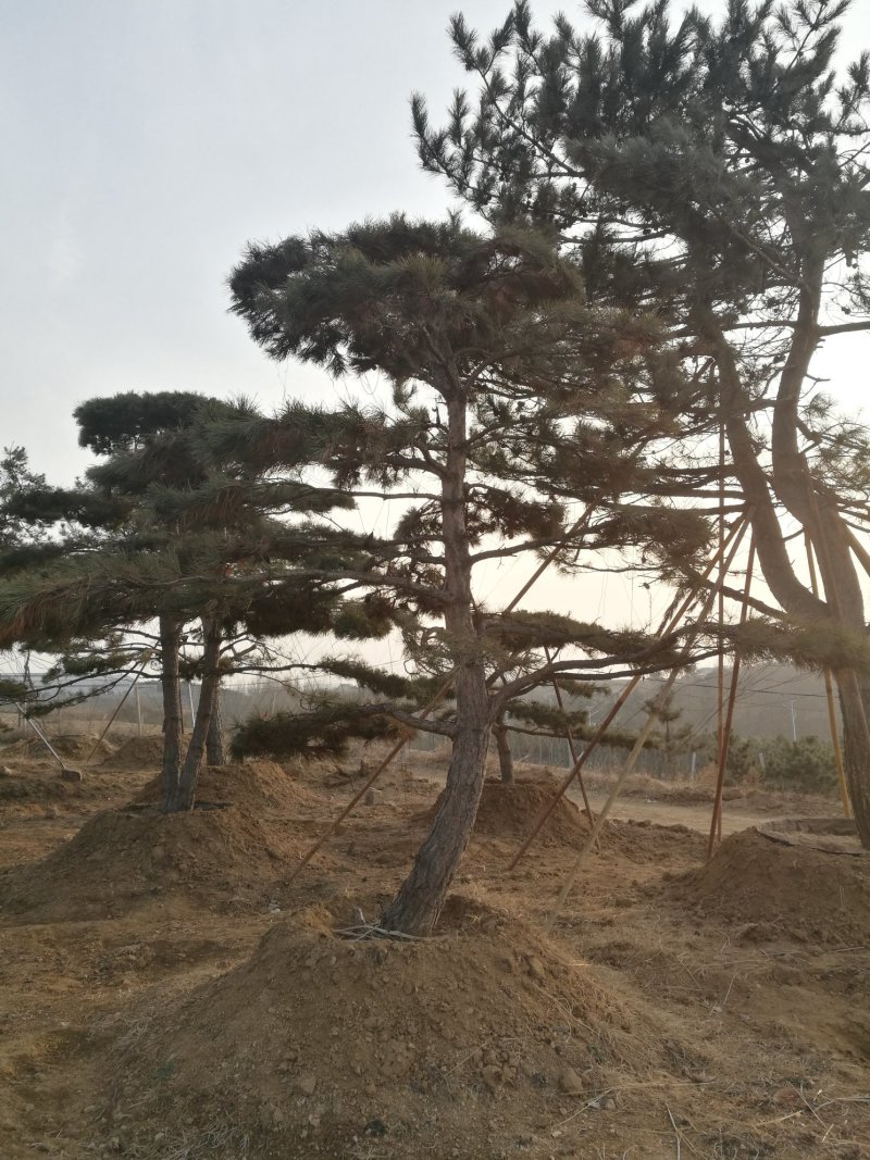 油松