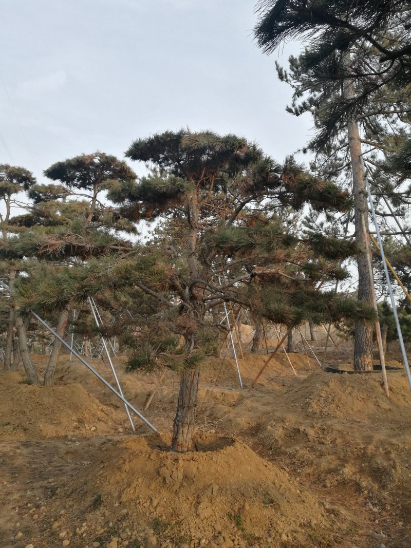 油松