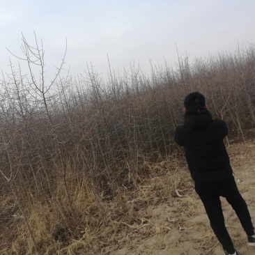 杜梨