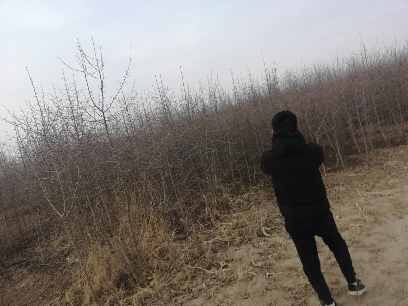 杜梨