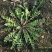 野生荠菜，纯天然，无公害。