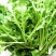 野生荠菜，纯天然，无公害。