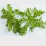 野生荠菜，纯天然，无公害。