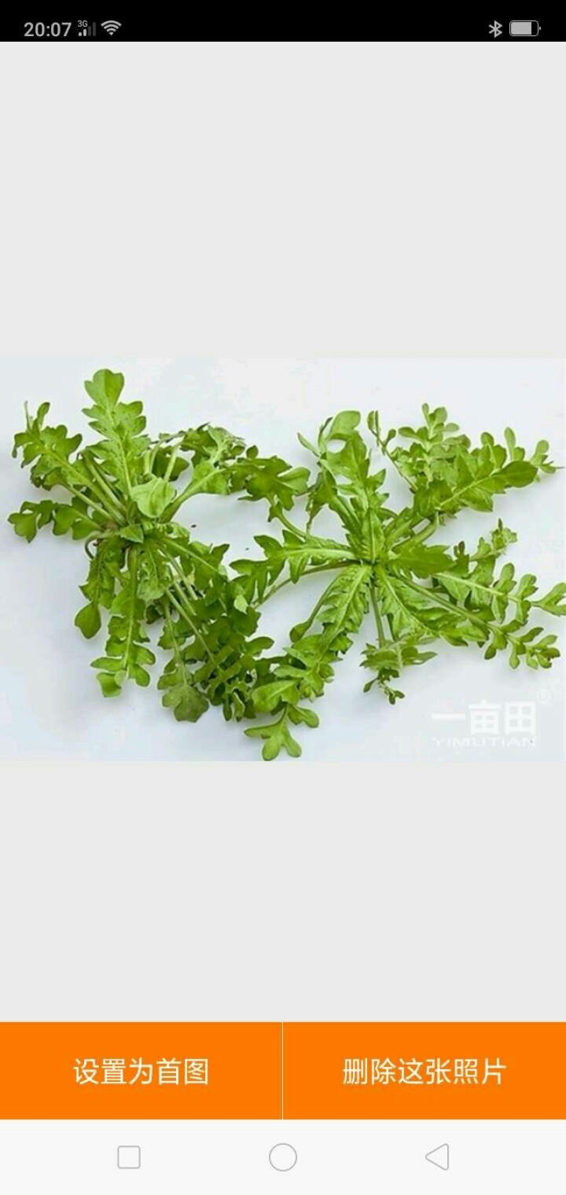 野生荠菜，纯天然，无公害。