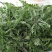 野生荠菜，纯天然，无公害。