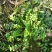 野生荠菜，纯天然，无公害。