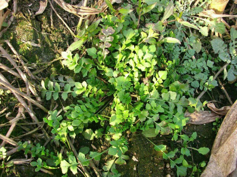 野生荠菜，纯天然，无公害。