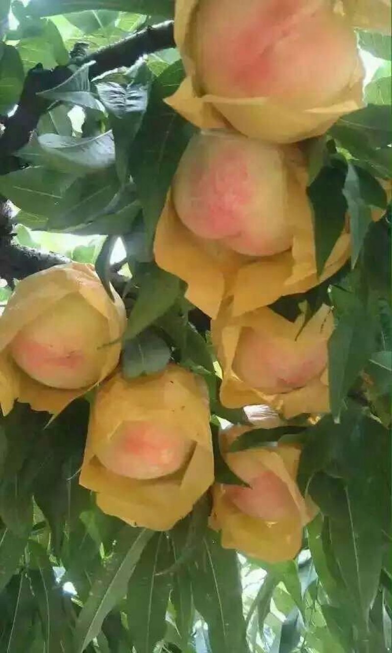 无锡阳山水蜜桃树苗苗圃直发包成活诚信经营放心苗