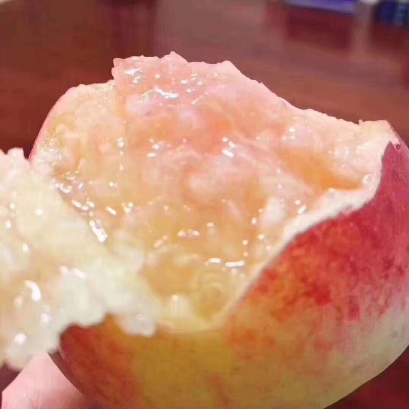 无锡阳山水蜜桃树苗苗圃直发包成活诚信经营放心苗