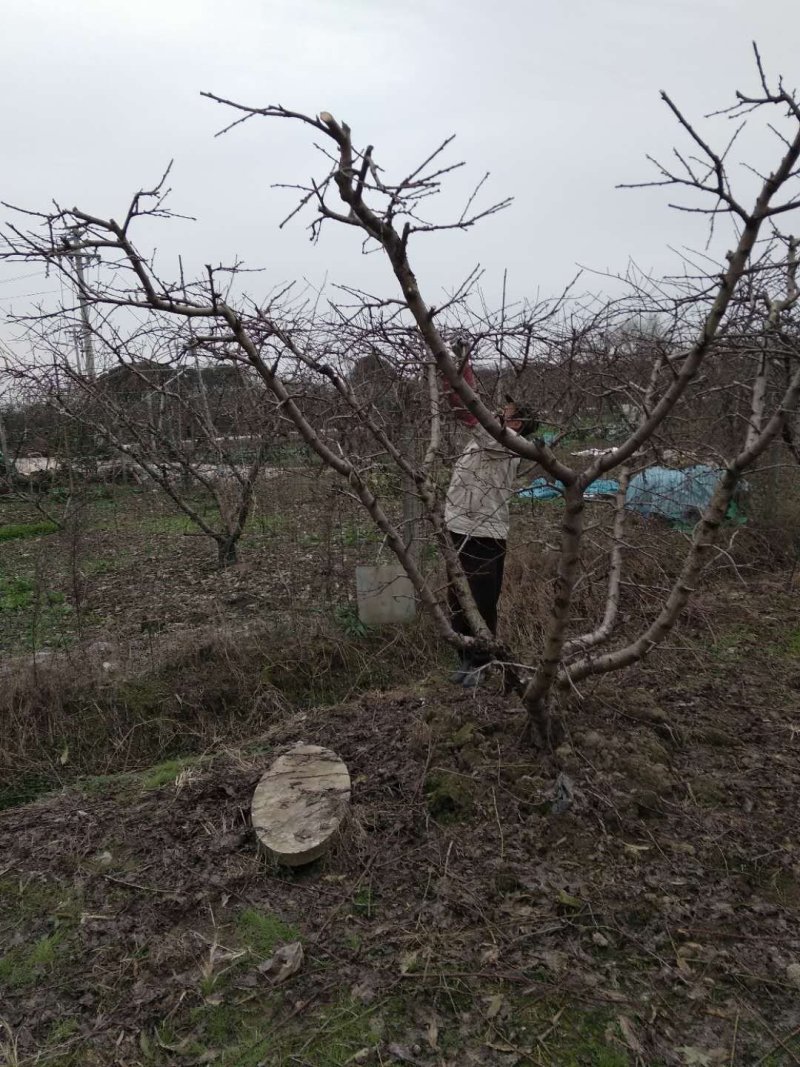 无锡阳山水蜜桃树苗苗圃直发包成活诚信经营放心苗
