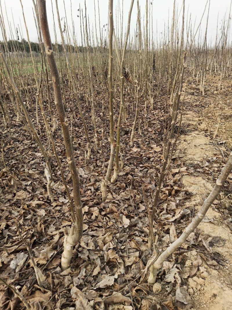 直销香玲，清香，8518，辽河等优质薄皮核桃树苗。