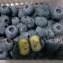 青岛蓝莓，冷棚蓝莓鲜果薄雾，莱克西，奥尼尔，公爵