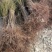 毛桃树苗嫁接桃树砧木占地赔偿树种山东桃树苗