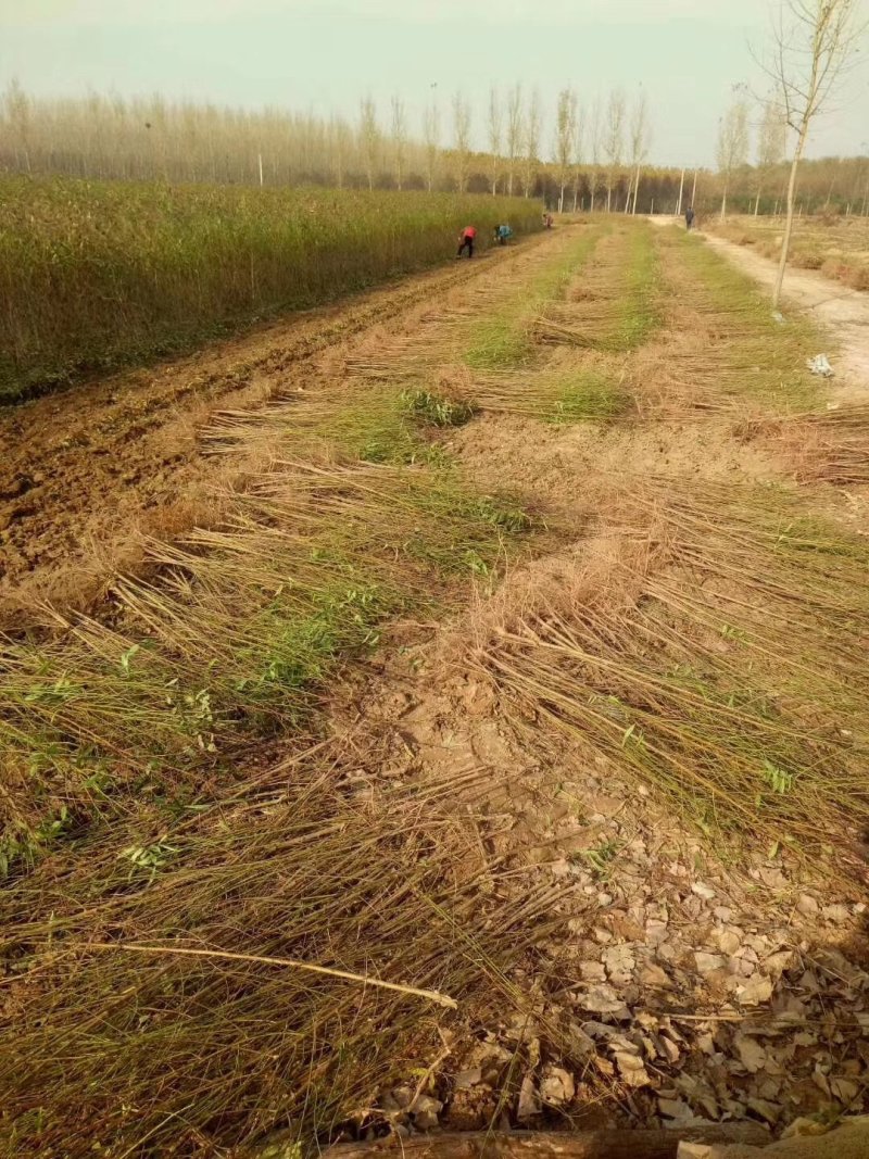 毛桃树苗嫁接桃树砧木占地赔偿树种山东桃树苗