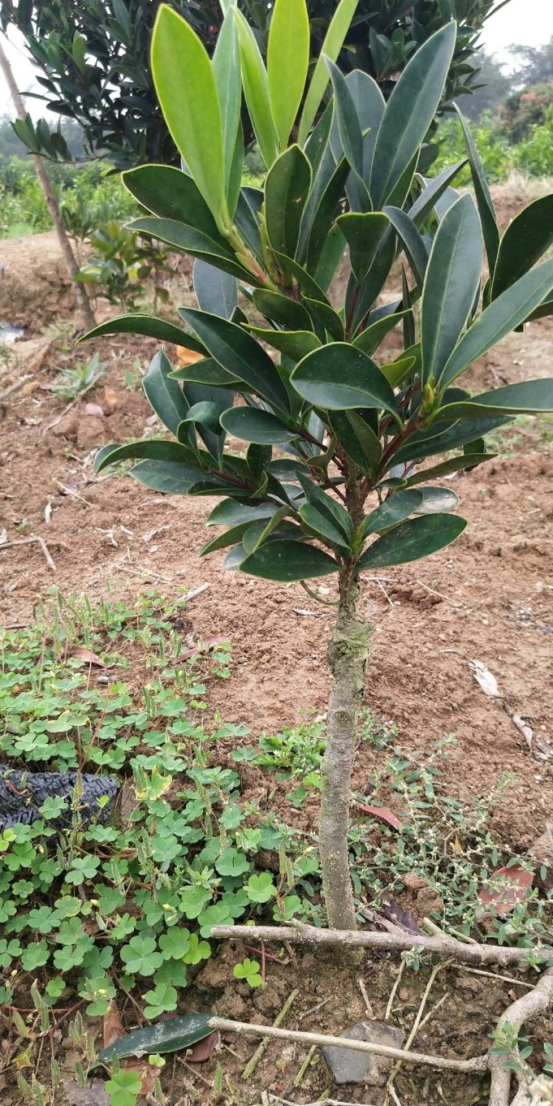 山茶花树苗四季山茶花树苗盆栽树苗庭院种植包邮