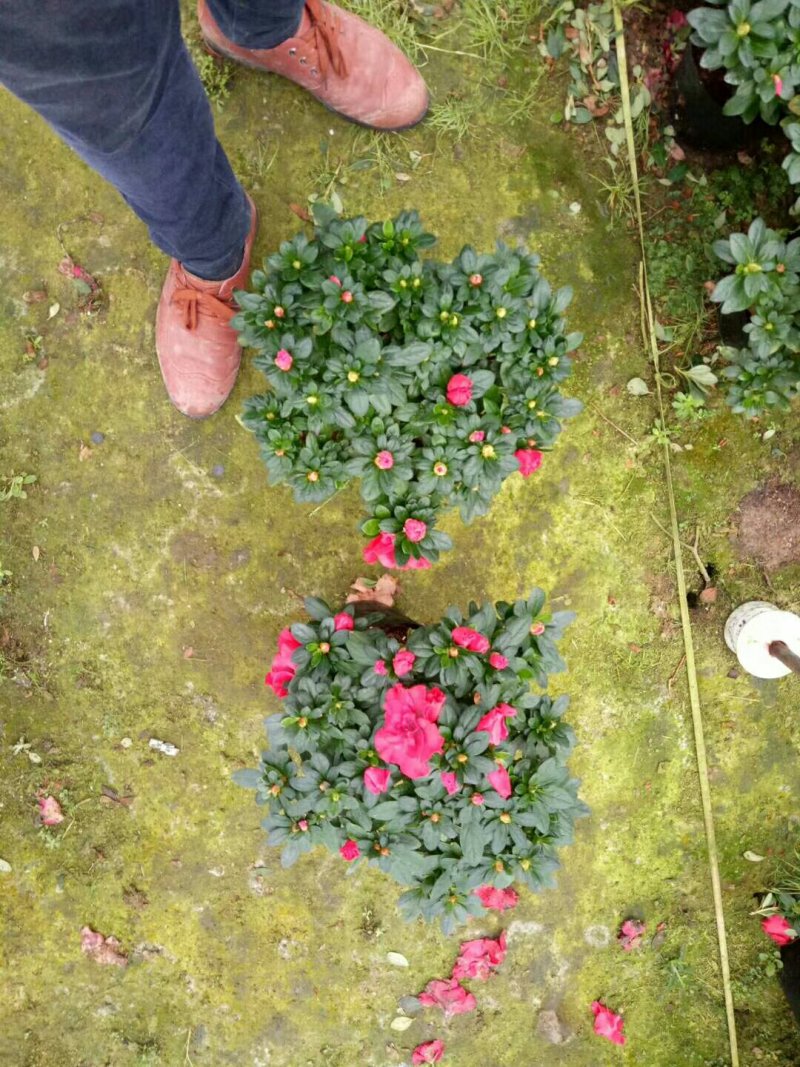 杨梅红杜鹃花