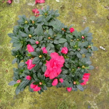 杨梅红杜鹃花