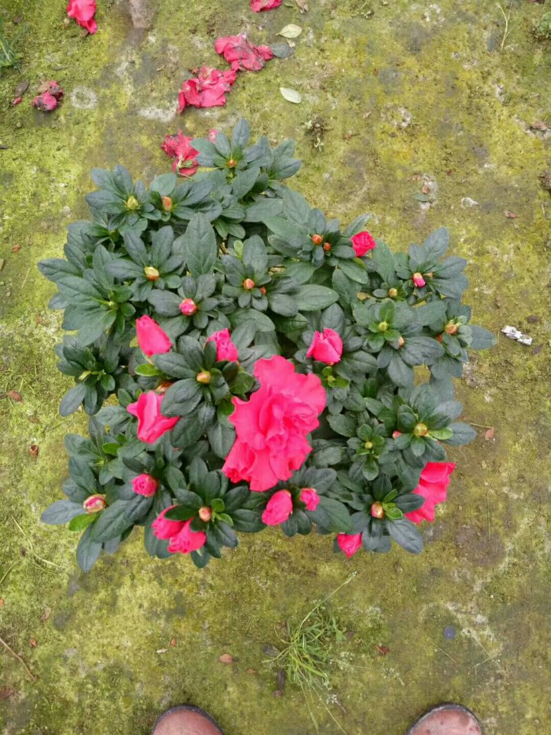 杨梅红杜鹃花