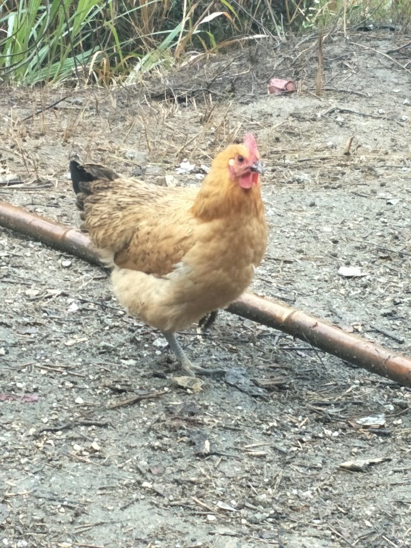 散养杂粮土鸡