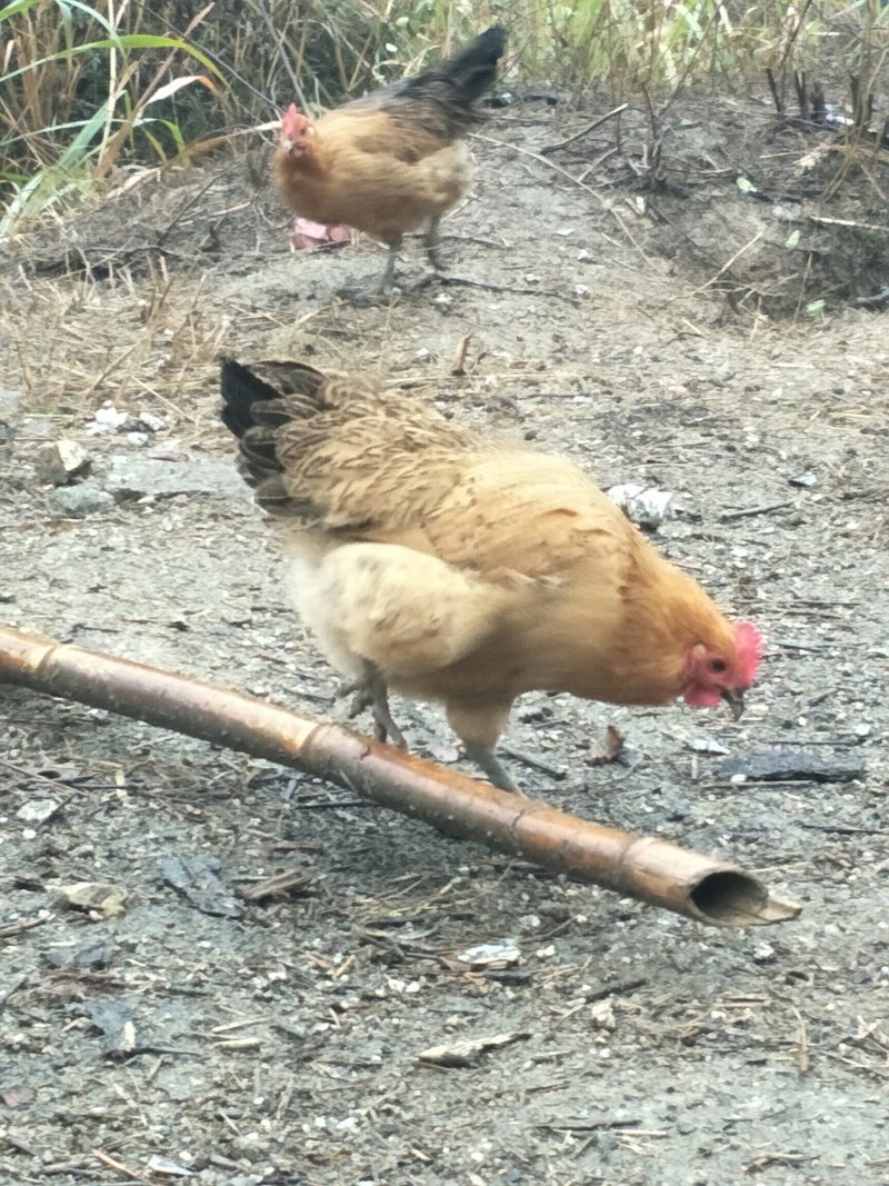散养杂粮土鸡