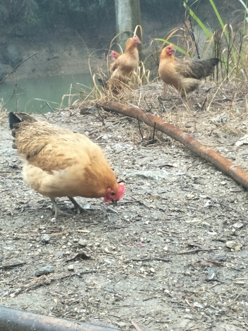 散养杂粮土鸡