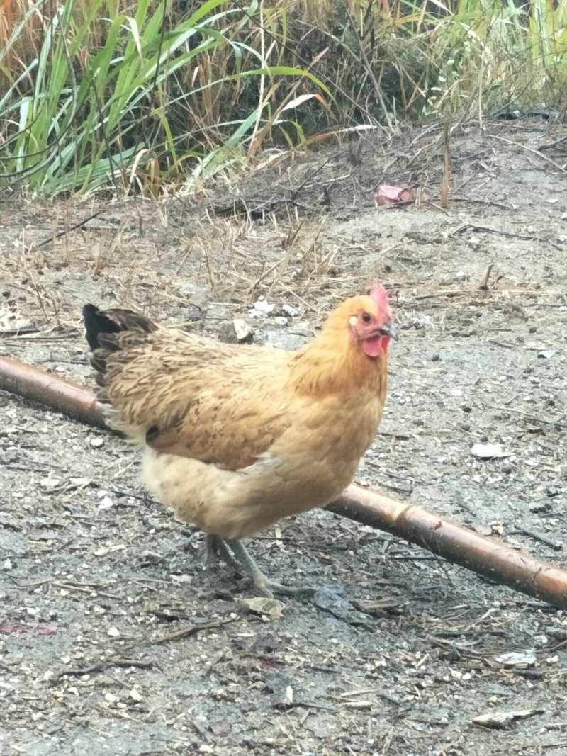 散养杂粮土鸡