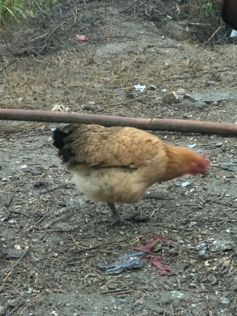 散养杂粮土鸡
