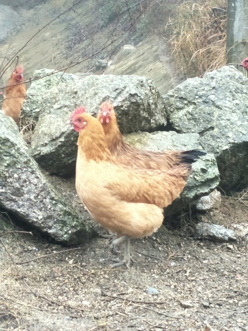 散养杂粮土鸡